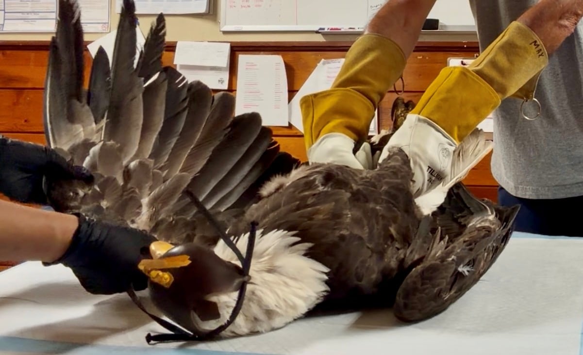 A bald eagle is pinned down on a table by two people wearing gloves, examining her.