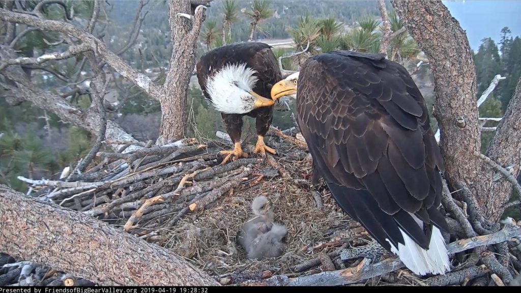 Two adult bald eagles touch beaks while standing above their nest, with three small chicks inside.