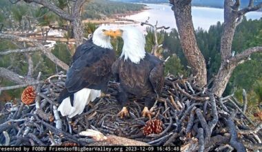 Jackie, the bald eagle who won hearts over livestream, has died at age 14