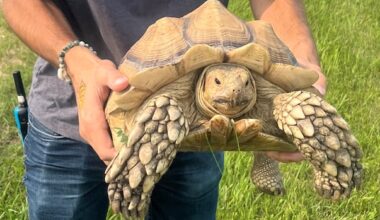 Molly the chunky African tortoise mysteriously turns up at Manitoba marsh, 20 km from home