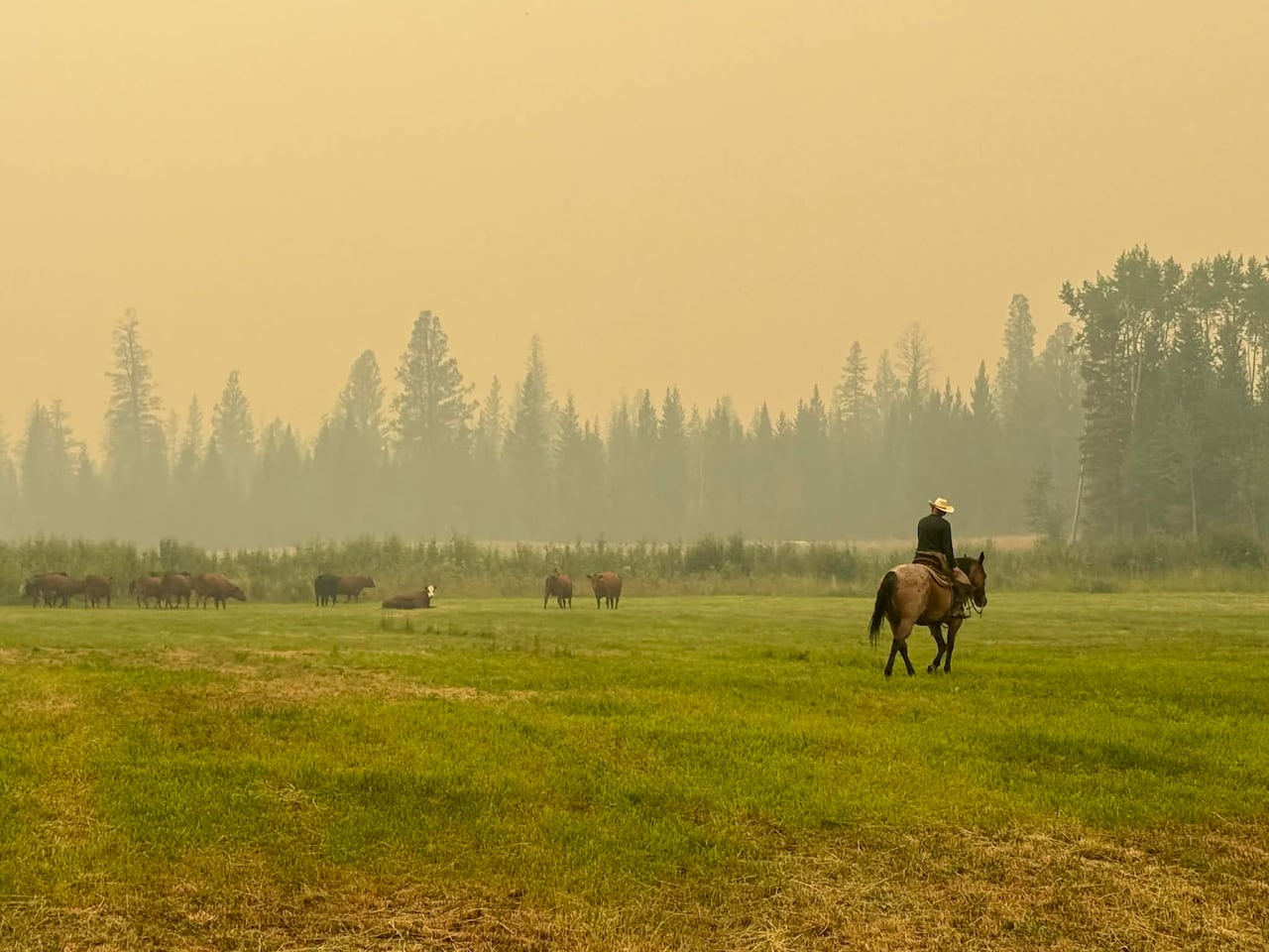 A person on horseback rides across a field near grazing cattle as wildfire smoke turns the sky yellow.