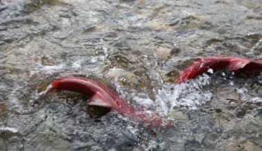 B.C. temporarily rescinds protection order for the Salmon River watershed