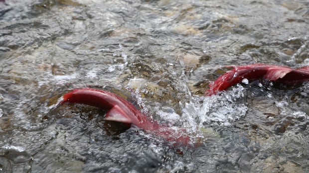 B.C. temporarily rescinds protection order for the Salmon River watershed