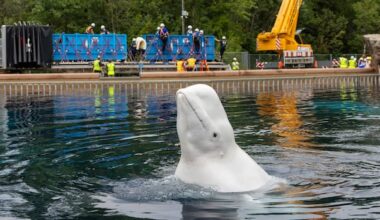 Another 6 whales being moved out of Marineland, headed to U.S.