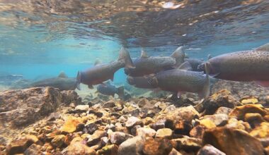 Parks Canada finding success in reviving threatened fish species in Banff