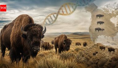 North American bison fell from millions to hundreds, but ancient DNA shows they kept much of their genetic diversity as isolated herds became different