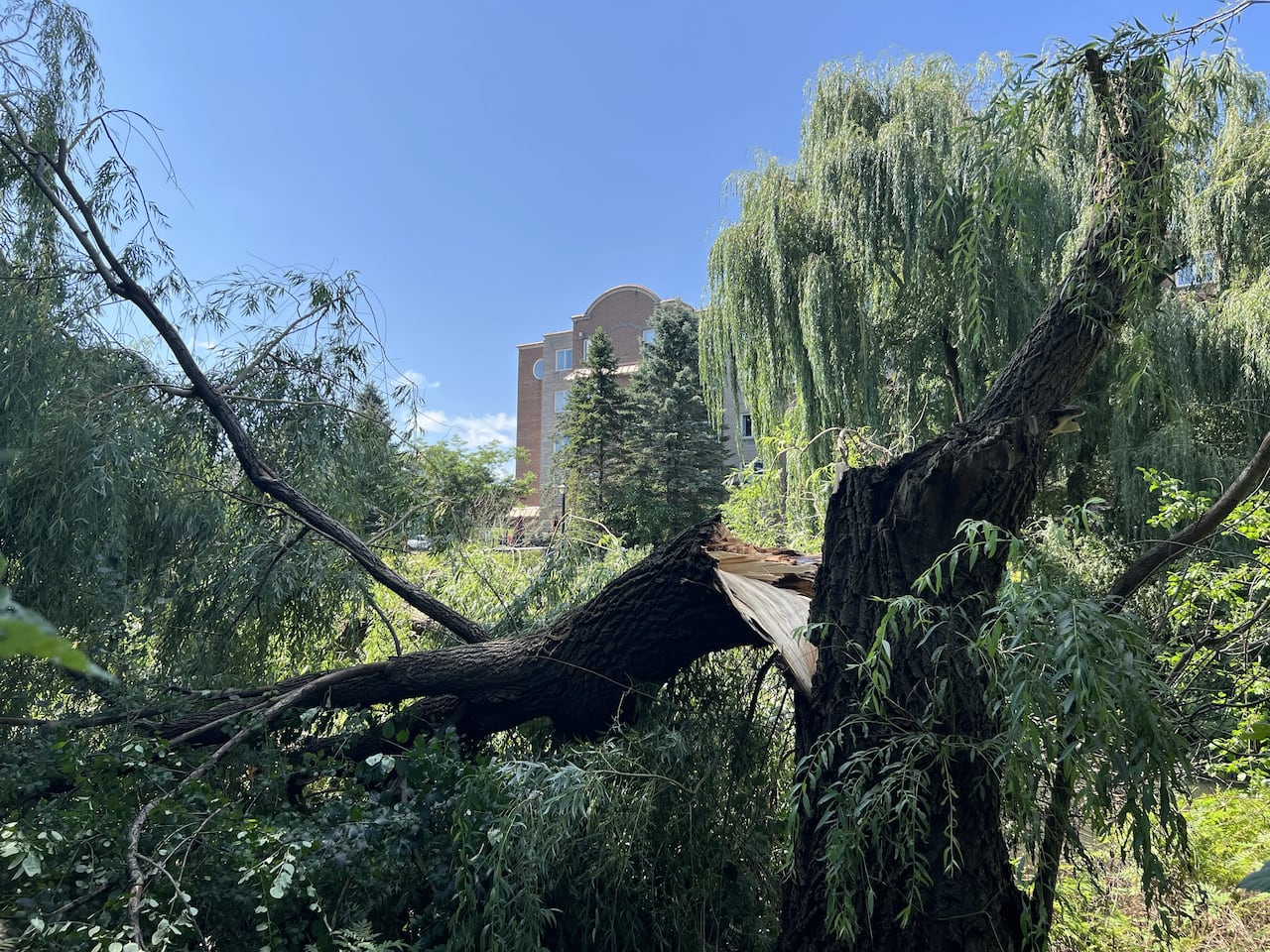 Willow tree branches are snapped off the trunk at Celebration Park on Central Park Drive on Thursday.
