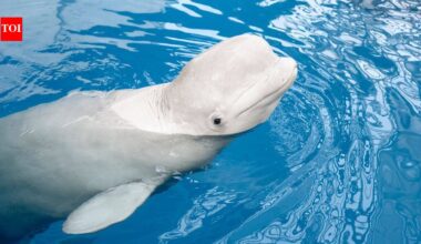 In 2001, scientists tested 4 beluga whales at a New York aquarium; 98 sessions later, it was found the Arctic whales may recognise themselves