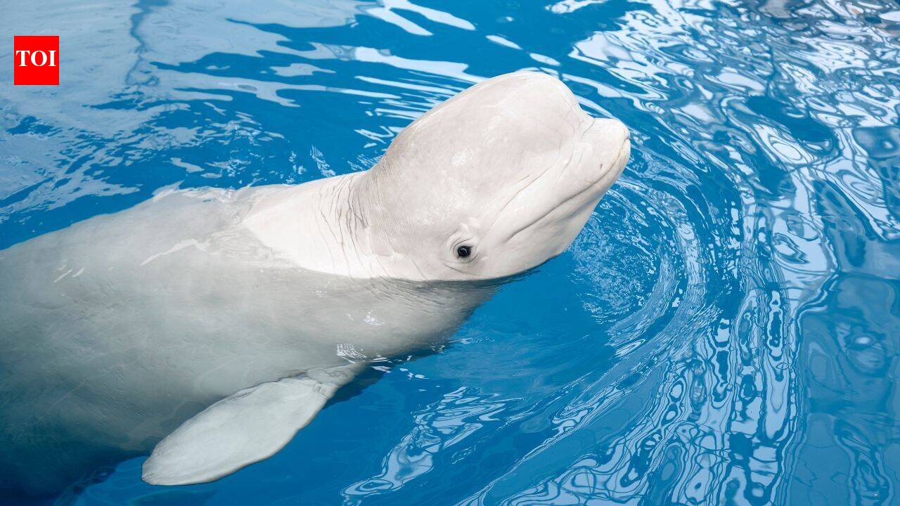 In 2001, scientists tested 4 beluga whales at a New York aquarium; 98 sessions later, it was found the Arctic whales may recognise themselves
