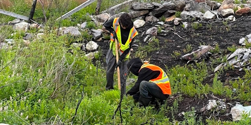 Government Helping Communities Affected by Wildfires Replant Trees