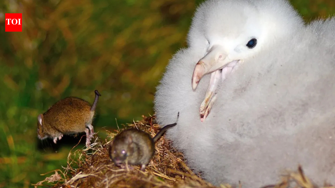 In 2018, Australian scientist Jaimie Cleeland spent a year on remote Gough Island; in one week, she watched mice kill 15 albatross chicks