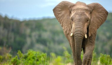 'Earliest evidence' of elephant butchery at Olduvai Gorge shared in new study