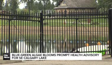 Blue-green algae blooms prompt health advisory for SE Calgary Lake