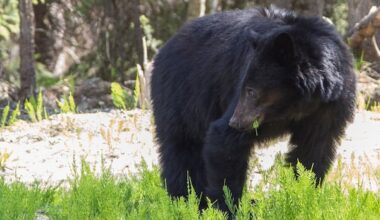 Conservation officers say RCMP weren't mistaken in shooting bear that attacked 3-year-old
