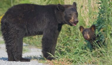 Bear attack leads to closure of regional park on Vancouver Island