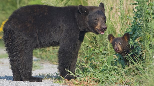 Bear attack leads to closure of regional park on Vancouver Island