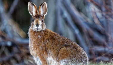 P.E.I. may have more snowshoe hares since Fiona, wildlife biologist says