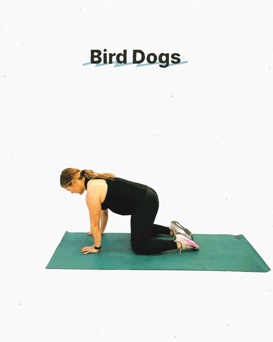 Bird dogs