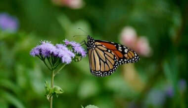 Endangered monarch butterflies boom amid wet hot Canadian summer on the Prairies