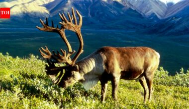 In 1958, the US moved 25 caribou to an Alaska island as emergency food for military personnel; by 2005, their herd had grown to 2,750