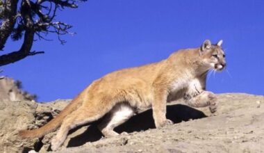 Caution and safety a priority for any wild animal sighting - DiscoverMooseJaw.com