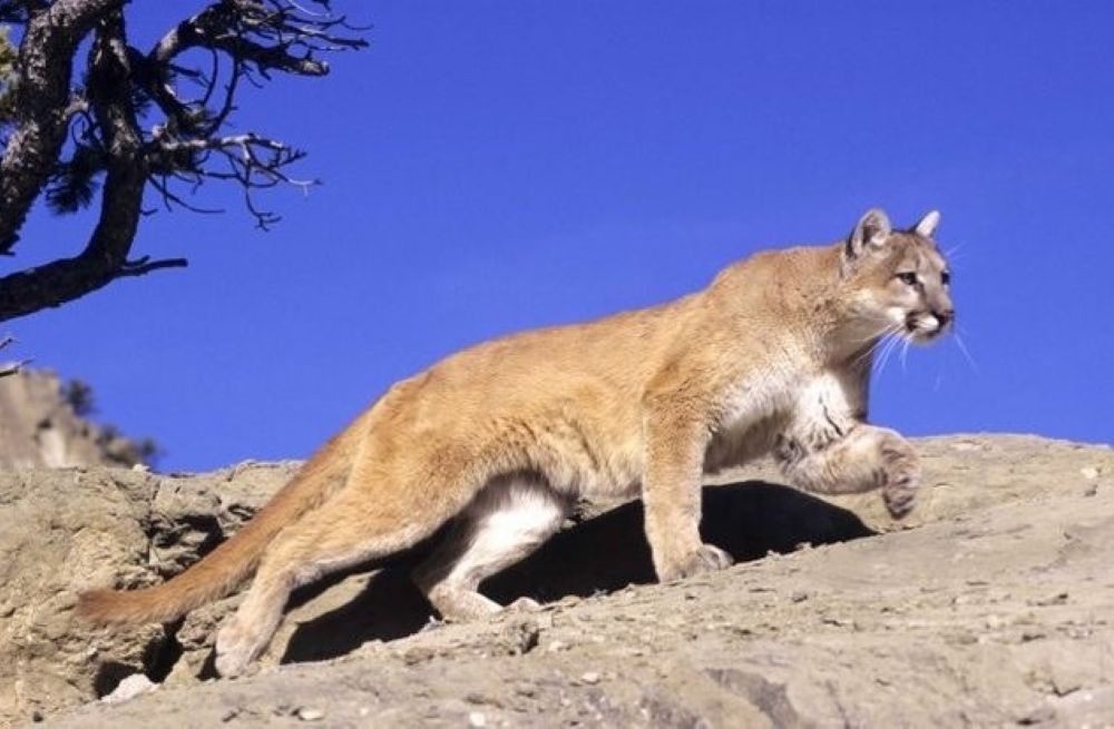 Caution and safety a priority for any wild animal sighting - DiscoverMooseJaw.com