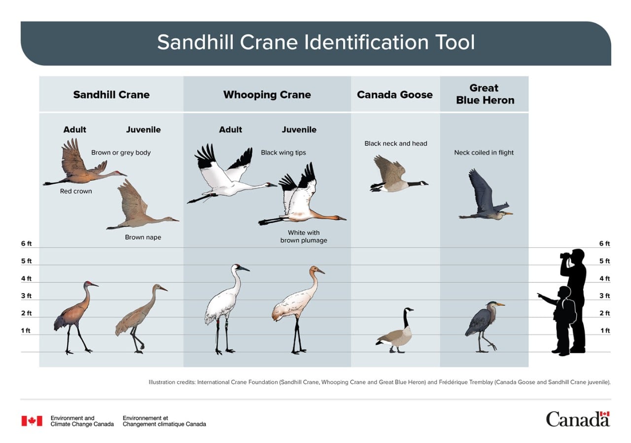A chart displaying the differences between a sandhill crane, whooping crane, Canada goose, and a great blue heron.
