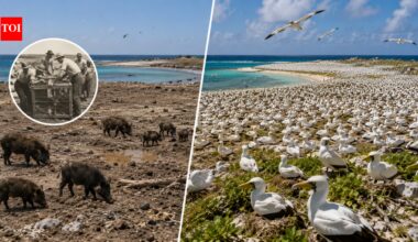 In 1958, 58 feral pigs were removed from Clipperton Island, helping a seabird colony grow from 650 to more than 137,000