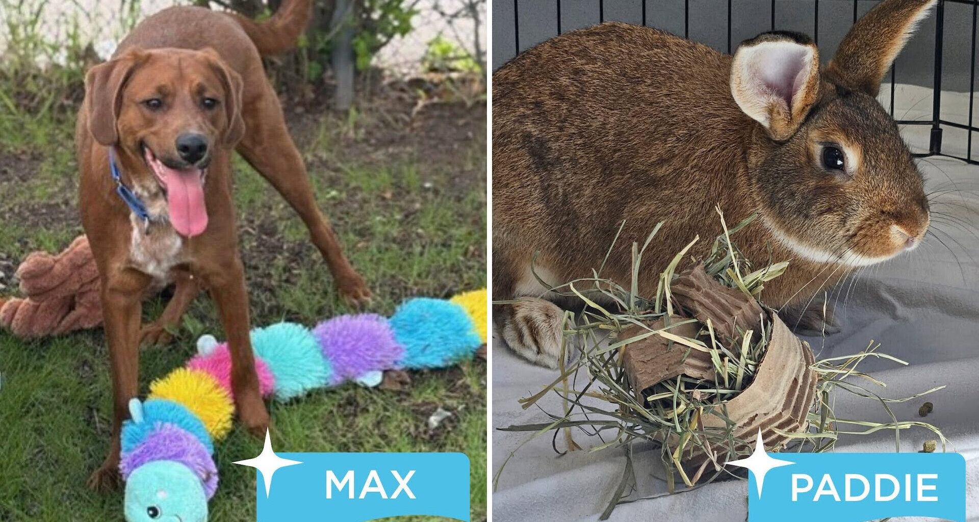 A dog with a colorful toy and a rabbit sitting beside hay.