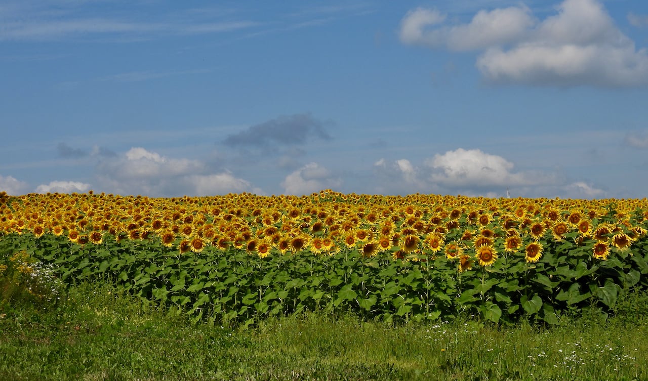 A field of yellow sunflowers on a sunny day. There are some clouds in the sky.