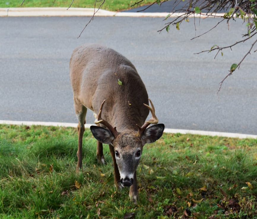 A deer standing in the grass with its head down. A neighbourhood road is in the background.