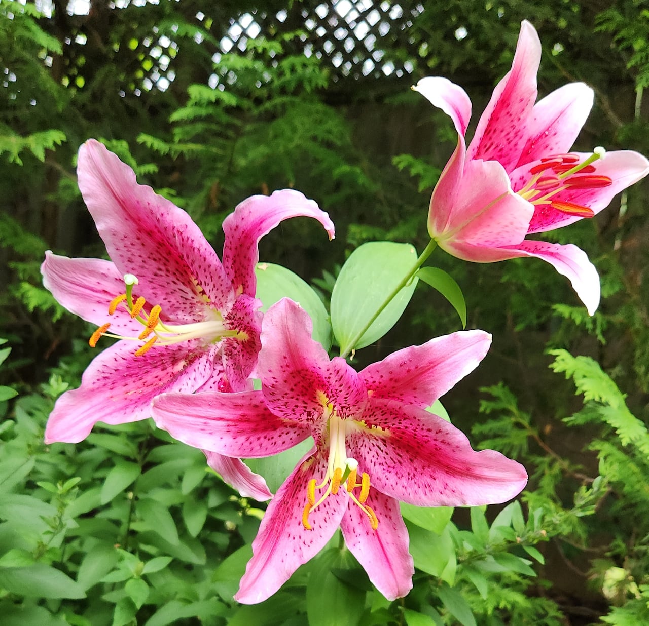 A pink flower planted in a garden.