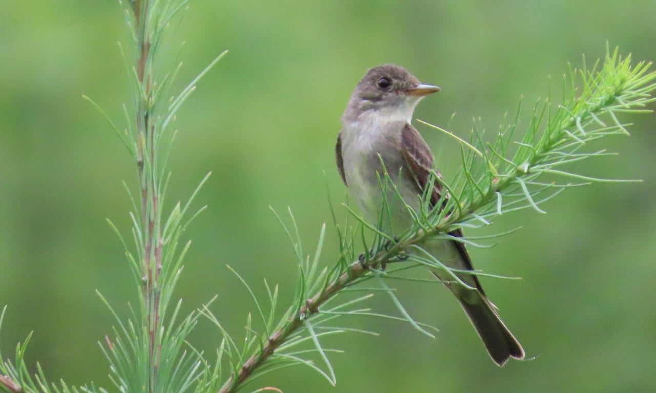 A small grey bird sits on a thin branch with green pine needles.