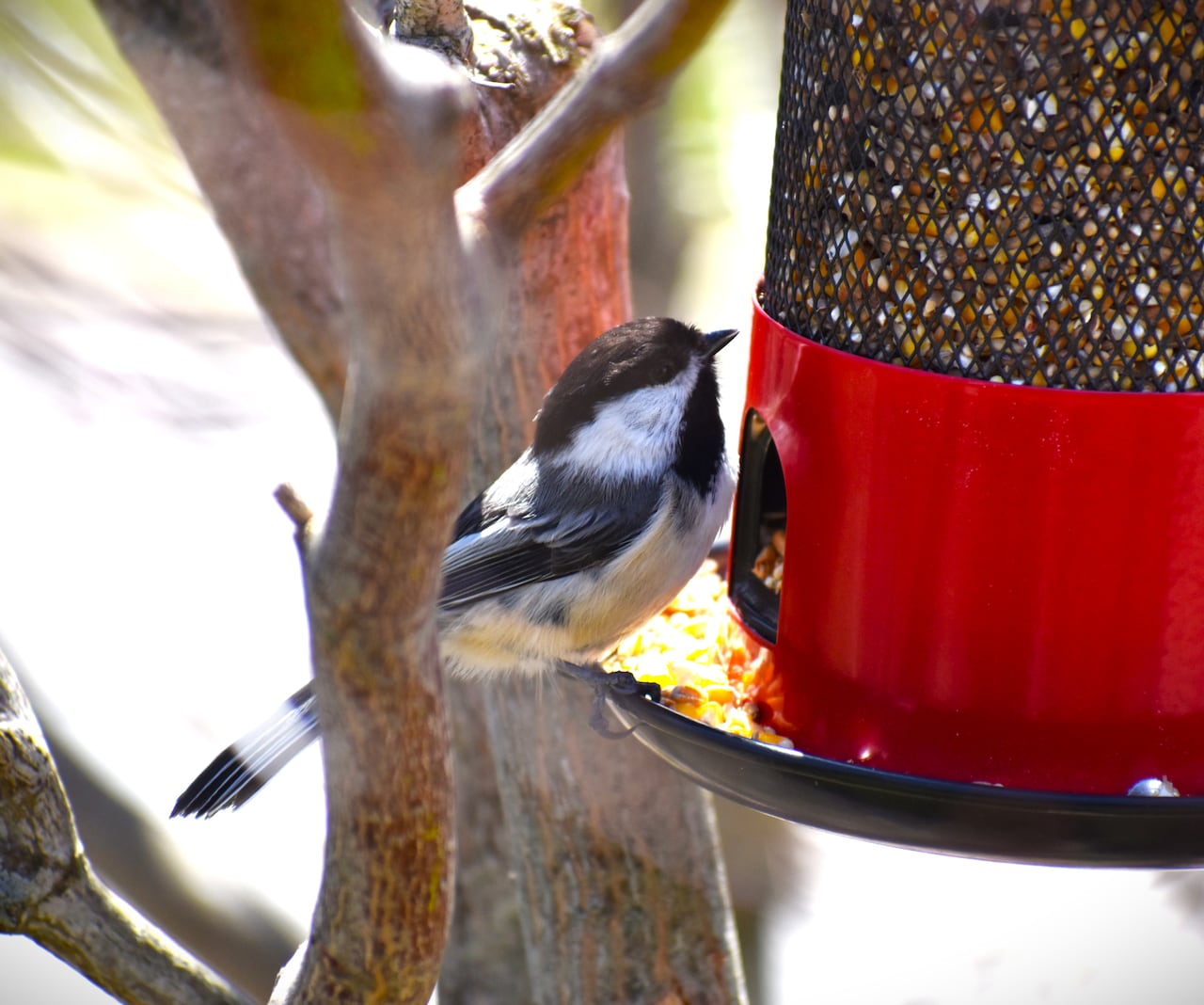 A small black and white bird sitting on the edge of a red bird feeder eating seeds.