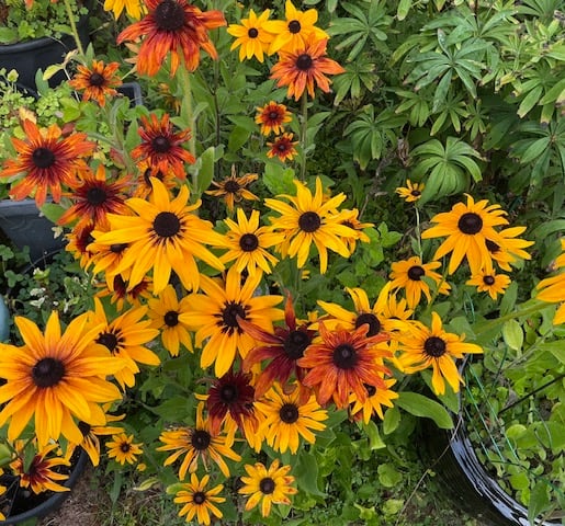 Dozens of yellow flowers with a black cone planted in a garden.