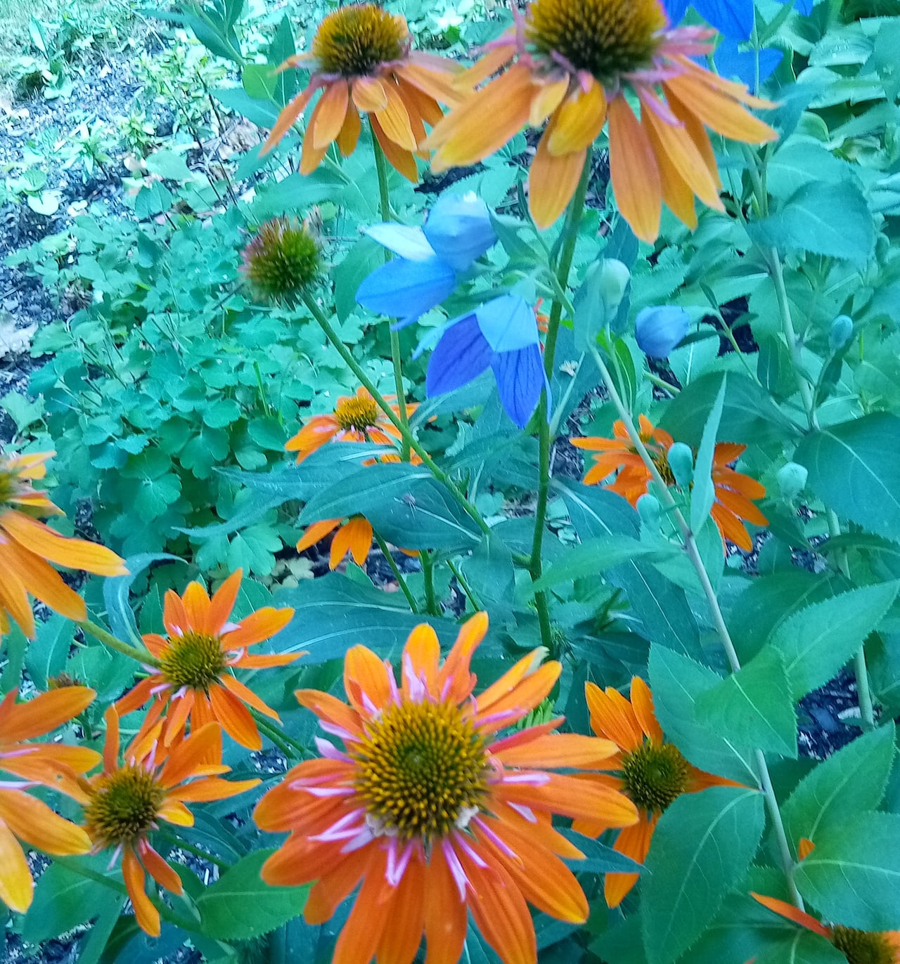 A close up of orange flowers planted in a garden.