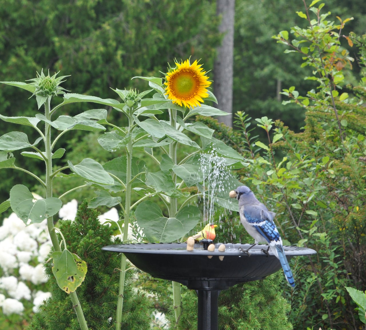 Two birds sit in a bird bath eating peanuts. The bath is surrounded by sunflowers and white flowers in a garden.