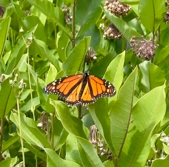 An orange and black butterfly sitting on dried up milkweed.