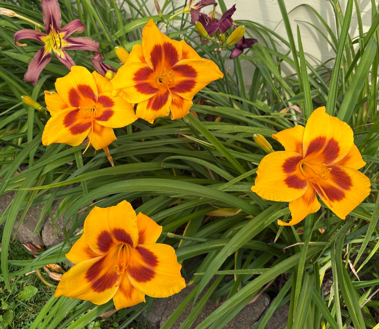 A yellow flower with a red core planted in a garden against a white house.