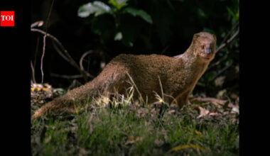 Puerto Rico introduced small Indian mongooses to control rats in sugarcane fields; today, they are the island’s main wildlife reservoir for rabies