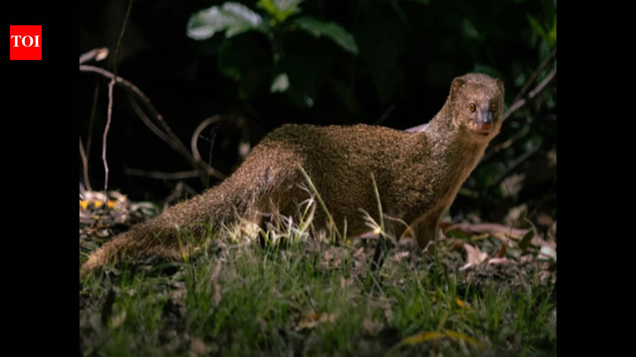 Puerto Rico introduced small Indian mongooses to control rats in sugarcane fields; today, they are the island’s main wildlife reservoir for rabies