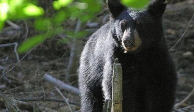 Black Bear Sightings Becoming More Common in Eastern NL
