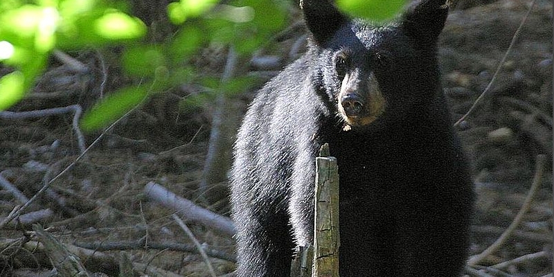 Black Bear Sightings Becoming More Common in Eastern NL