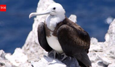 In 1815, cats arrived on Ascension Island; they drove huge seabird colonies away until conservationists launched a cat-eradication mission | World News