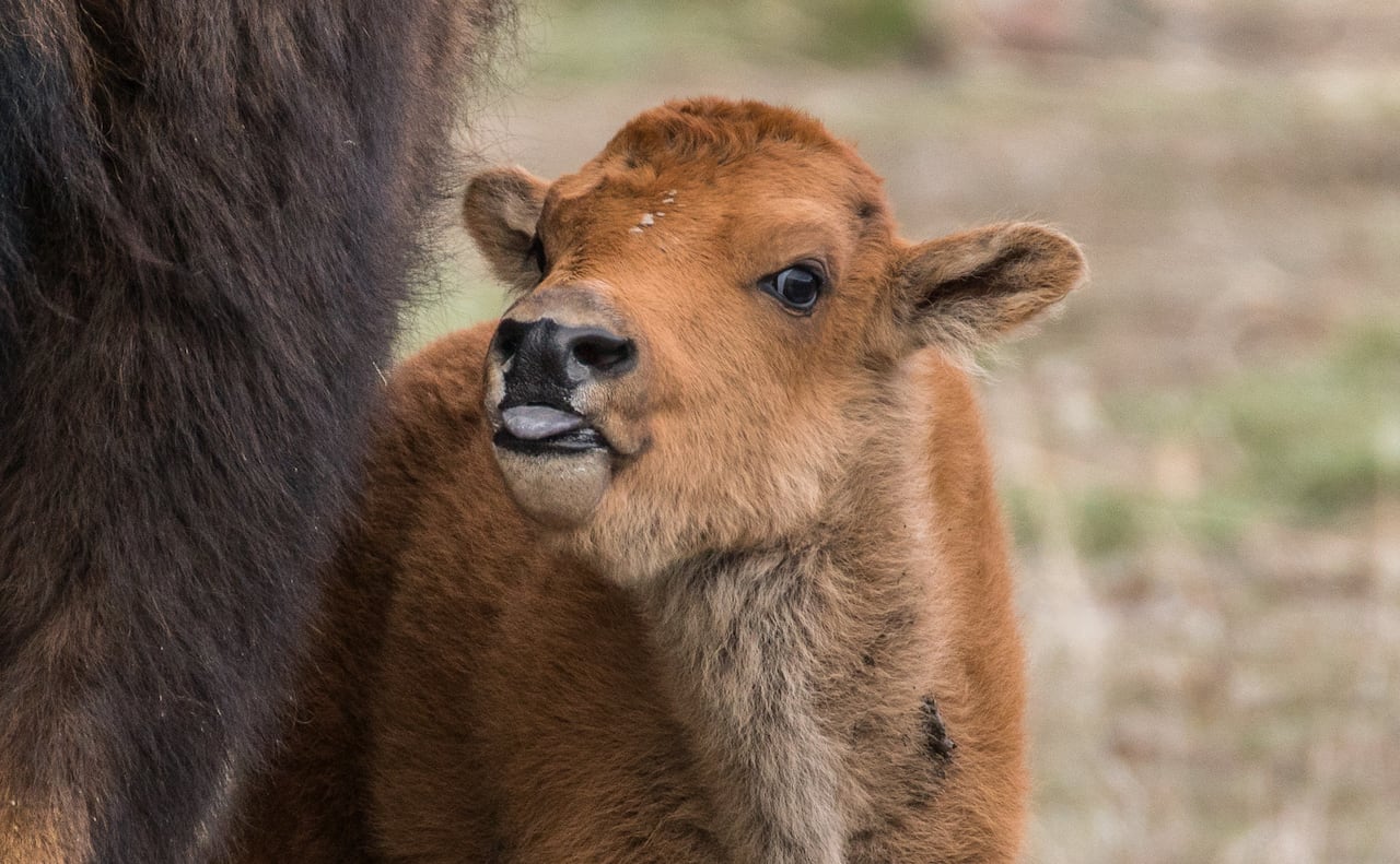 Wood bison are listed as a threatened species both territorially and nationally.