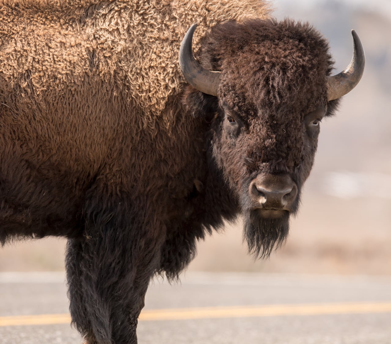 A large bull bison can be up to 900 kilograms and stand 2 metres tall, says Terry Armstrong, a bison biologist with the N.W.T. government.