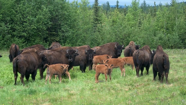 Number of collisions with bison on N.W.T. roads declines
