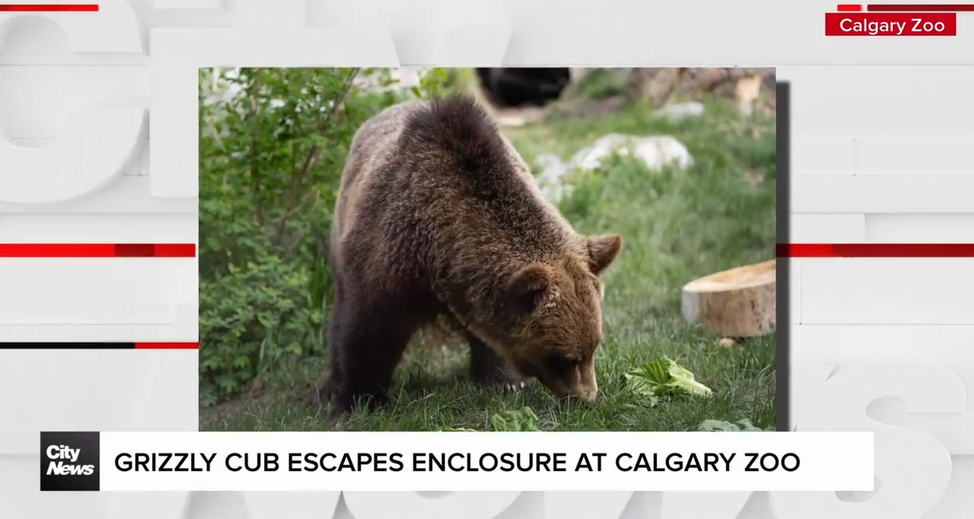 Grizzly cub escapes enclosure at Calgary Zoo