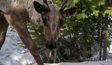 ‘Mission accomplished’: Parks Canada celebrates first release of captive-bred caribou into Jasper’s wild herd