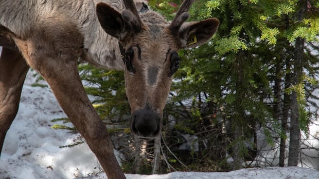 ‘Mission accomplished’: Parks Canada celebrates first release of captive-bred caribou into Jasper’s wild herd